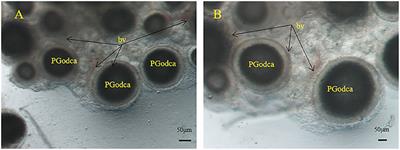 Multiple Fetal Nutritional Patterns Before Parturition in Viviparous Fish Sebastes schlegelii (Hilgendorf, 1880)